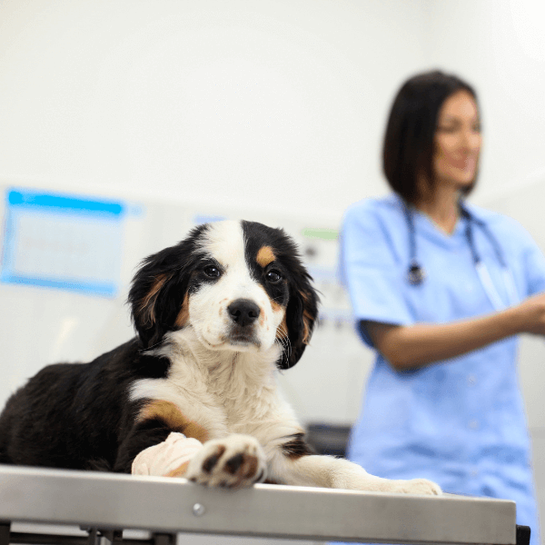 How Veterinary Hospitals Are Helping Combat Pet Obesity The Importance of Collaboration Between Pet Owners and Veterinary Hospitals magentodownload.net