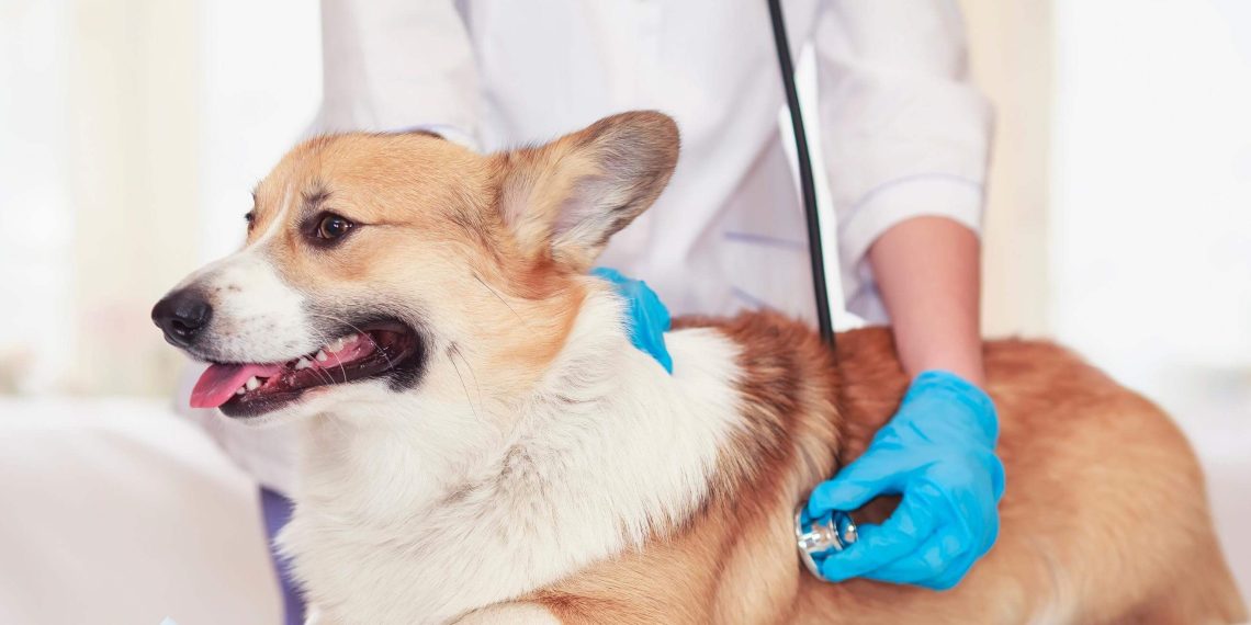 How Veterinary Hospitals Are Helping Combat Pet Obesity magentodownload.net