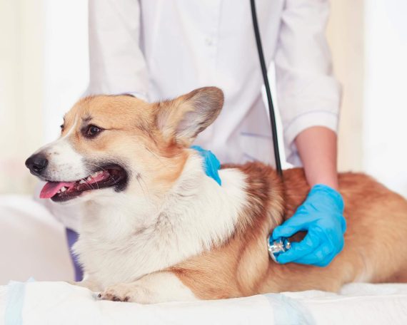 How Veterinary Hospitals Are Helping Combat Pet Obesity magentodownload.net